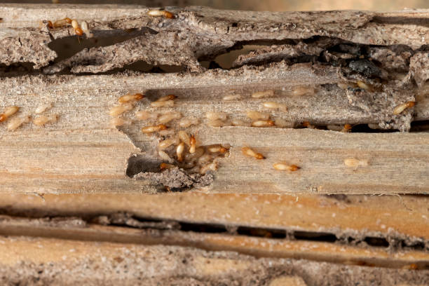 Best Affordable Pest Control Services  in Theresa, WI